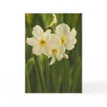 Spring Narcissus (Daffodil) Flower Photograph