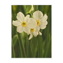 Spring Narcissus (Daffodil) Flower Photograph