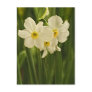 Spring Narcissus (Daffodil) Flower Photograph