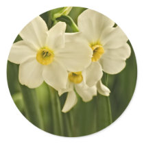 Spring Narcissus (Daffodil) Flower Photograph