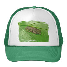 Spring Peeper (Pseudacris crucifer) Treefrog Items Mesh Hats