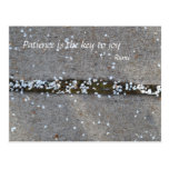 Spring Petals Rumi Joy Postcard