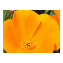 Spring Poppy Postcards