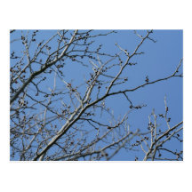 Spring Post Cards