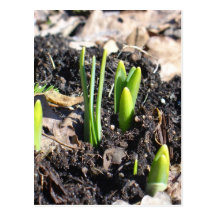 Spring Postcard