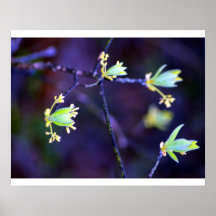 spring posters