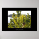 Spring posters