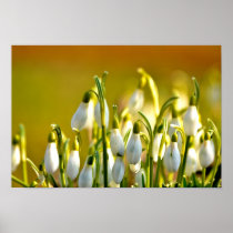 Spring - Poster