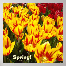 Spring poster Yellow Red Tulip Flowers prints
