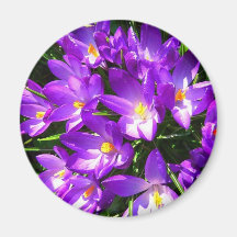 Spring Purple Crocus Flower Refrigerator Magnets