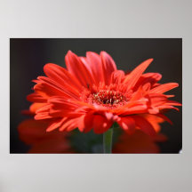 Spring Red Gerbera Posters