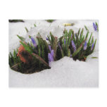 Spring Returns ~ postcard