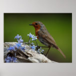 Spring Robin Poster