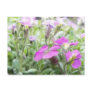 Spring Rock Cress Flowers Postcards