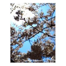 Spring Season Postcard
