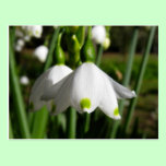 Spring Snowdrops postcards
