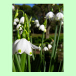 Spring Snowdrops posters