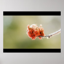 Spring Sumac Posters