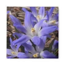 Spring time blue ~ magnet