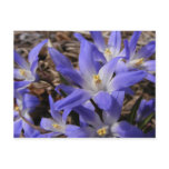 Spring time blue ~ postcard