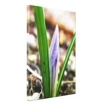 Spring Time!  Crocus Bud Canvas Print