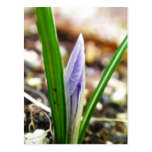 Spring Time!  Crocus Bud Post Card