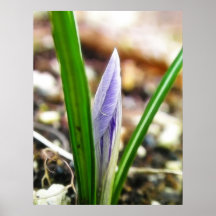 Spring Time!  Crocus Bud Poster