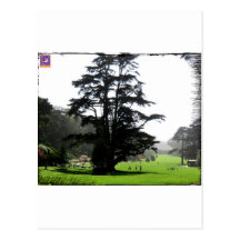 Spring Tree Post Card