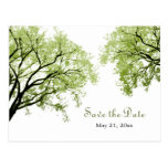 Spring Trees 2 - Save the Date Postcard postcards