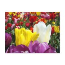 SPRING Tulip Flowers postcards Colourful Add Text