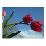 spring tulip postcard
