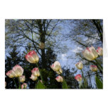 Spring Tulips cards