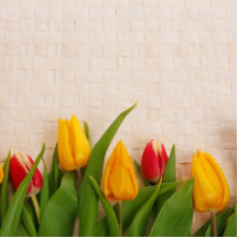 Spring Tulips Cut Out