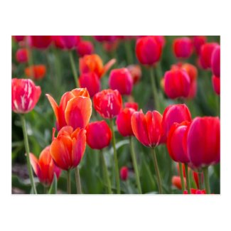 Spring tulips in Edmonton Post Card