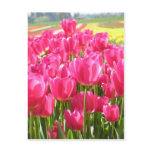 Spring Tulips in Oregon