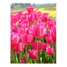 Spring Tulips in Oregon Postcard