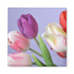 Spring Tulips Magnet