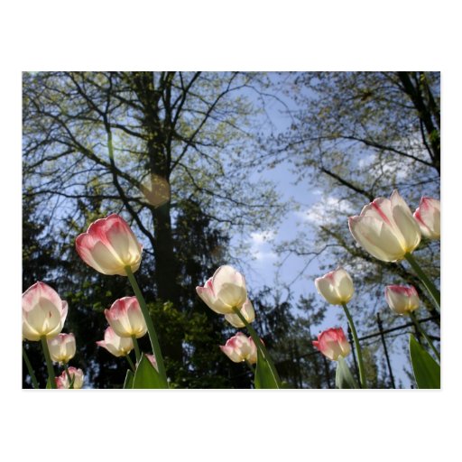 Spring Tulips Postcards