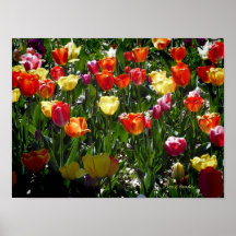 Spring Tulips Print