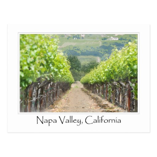 Spring Vineyard in Napa Valley California Post Cards
