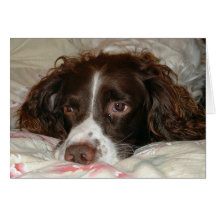 Springer Love Greeting Card