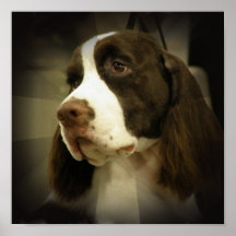 Springer Spaniel Print