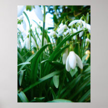 Springing Up Posters
