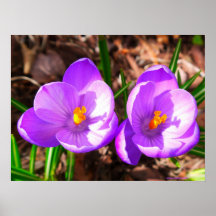 Springs Colorful Crocus Poster