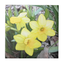 Spring's First Daffodils Tiles