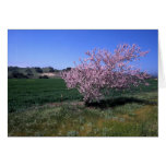 "Springtime" Card