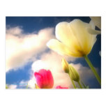 Springtime Flowers Collection I Postcard