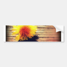 Springtime Golden Yellow Dandelion Wishes Bumper Stickers