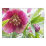 Springtime Hellebore Blossoms Card