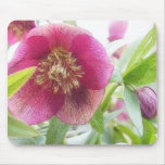 Springtime Hellebore Blossoms Mouse Pads